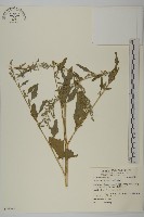 藜、灰藜藏品圖，第1張