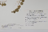 普刺特草藏品圖，第2張