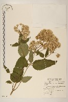 塔山澤蘭藏品圖，第1張