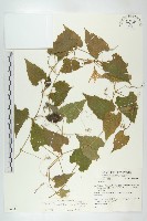 青牛膽藏品圖，第1張