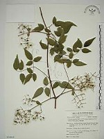 梨山小蓑衣藤藏品圖，第1張