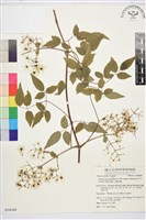 梨山小蓑衣藤藏品圖，第2張