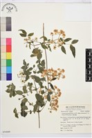 梨山小蓑衣藤藏品圖，第2張