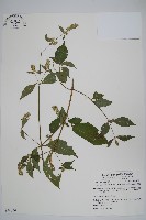 日本牛膝藏品圖，第1張