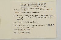 刺果衛矛藏品圖，第2張