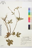 水辣菜、禺毛茛藏品圖，第1張