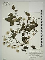 巴氏鐵線蓮藏品圖，第1張