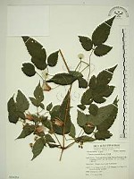 小木通藏品圖，第1張