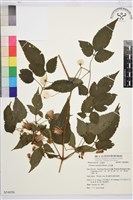 小木通藏品圖，第2張