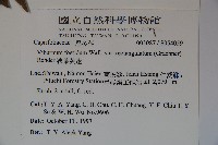 狹葉莢迷藏品圖，第2張