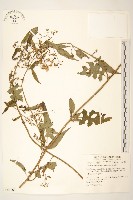 蔓黃菀藏品圖，第1張