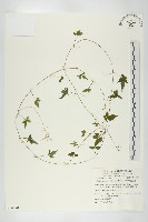 絞股藍藏品圖，第1張