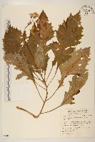 黃花三七草藏品圖，第1張