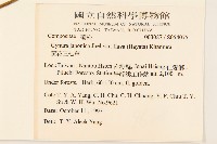 黃花三七草藏品圖，第2張