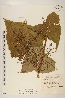 臺灣福王草藏品圖，第1張