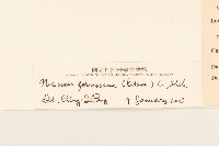 臺灣福王草藏品圖，第3張