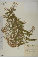 臺灣馬蘭藏品圖，第1張