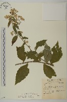 山白蘭藏品圖，第1張