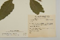 山白蘭藏品圖，第2張