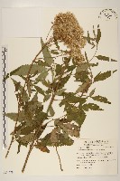 臺灣澤蘭藏品圖，第1張