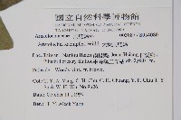 大葉馬兜鈴藏品圖，第2張