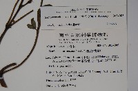 冇骨消藏品圖，第2張