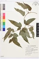 亨利氏鐵線蓮藏品圖，第1張