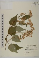 臺灣山白蘭藏品圖，第1張