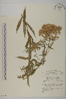 臺灣馬蘭藏品圖，第1張