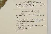 臺灣馬蘭藏品圖，第2張