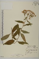 山白蘭藏品圖，第1張