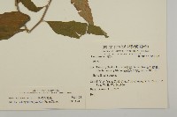 山白蘭藏品圖，第2張