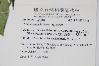 裡白蔥木藏品圖，第2張