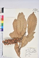 大葉石櫟、大葉校栗藏品圖，第1張