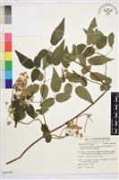 梨山小蓑衣藤藏品圖，第2張