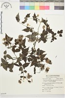 巴氏鐵線蓮藏品圖，第2張