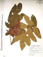 羅氏鹽膚木藏品圖，第1張