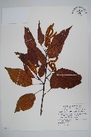 臺灣赤楊、臺灣榿木藏品圖，第1張