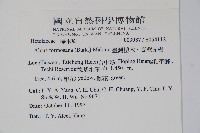 臺灣赤楊、臺灣榿木藏品圖，第2張