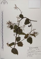 菊花木藏品圖，第1張