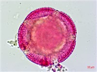 姬旋花、木玫瑰藏品圖，第3張