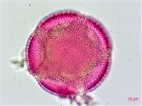 姬旋花、木玫瑰藏品圖，第4張