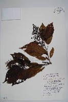 厚殼樹藏品圖，第1張