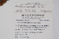 厚殼樹藏品圖，第2張