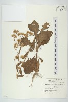 裂葉艾納香藏品圖，第1張