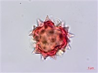 裂葉艾納香藏品圖，第3張