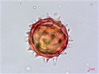 裂葉艾納香藏品圖，第4張