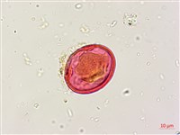 三葉木藍藏品圖，第3張