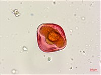 三葉木藍藏品圖，第4張