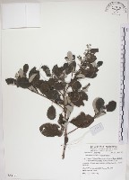 海埔姜藏品圖，第1張